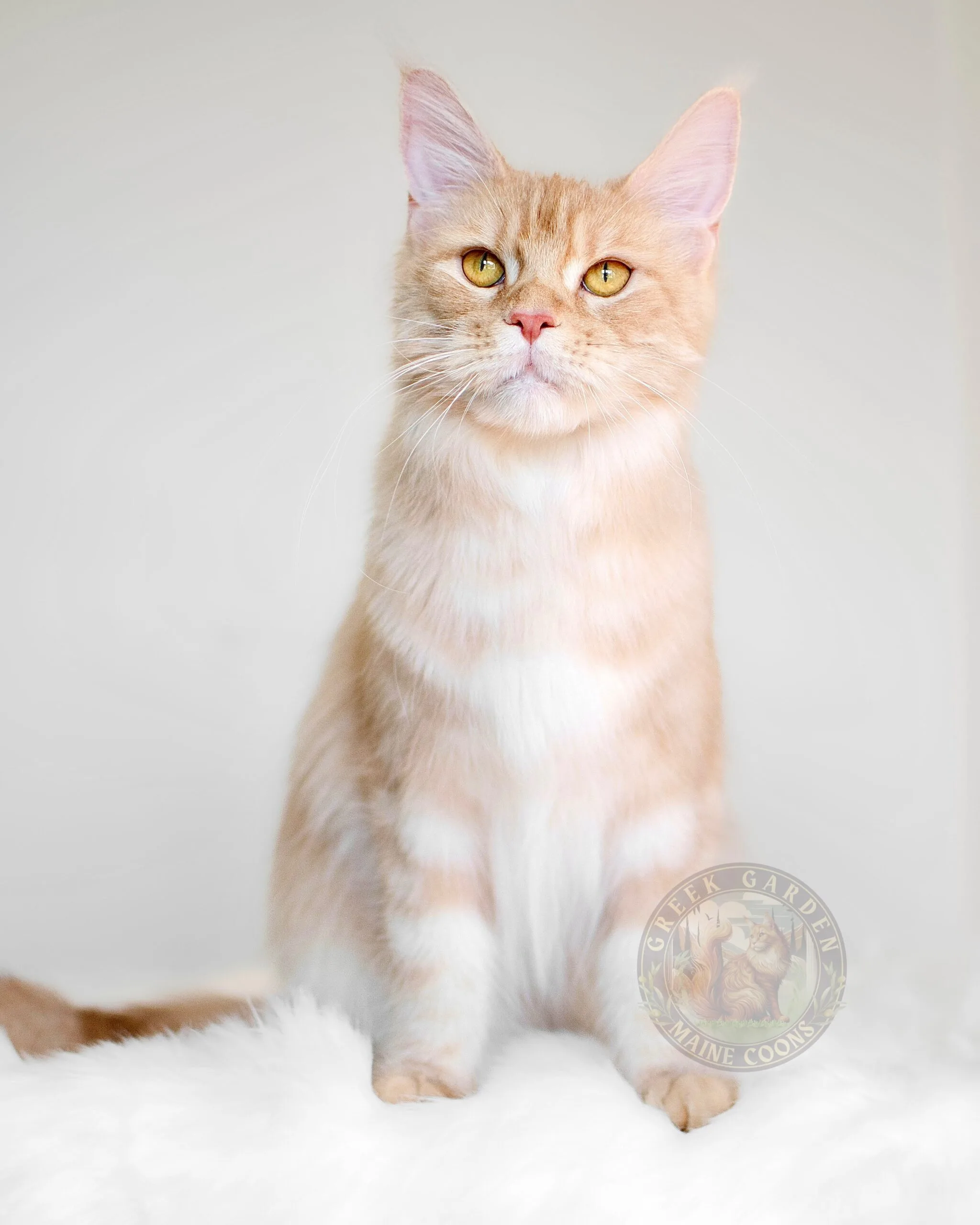 Thalia 3 How much does a Maine Coon cat cost? Learn about the care and attention that goes into raising these majestic cats.