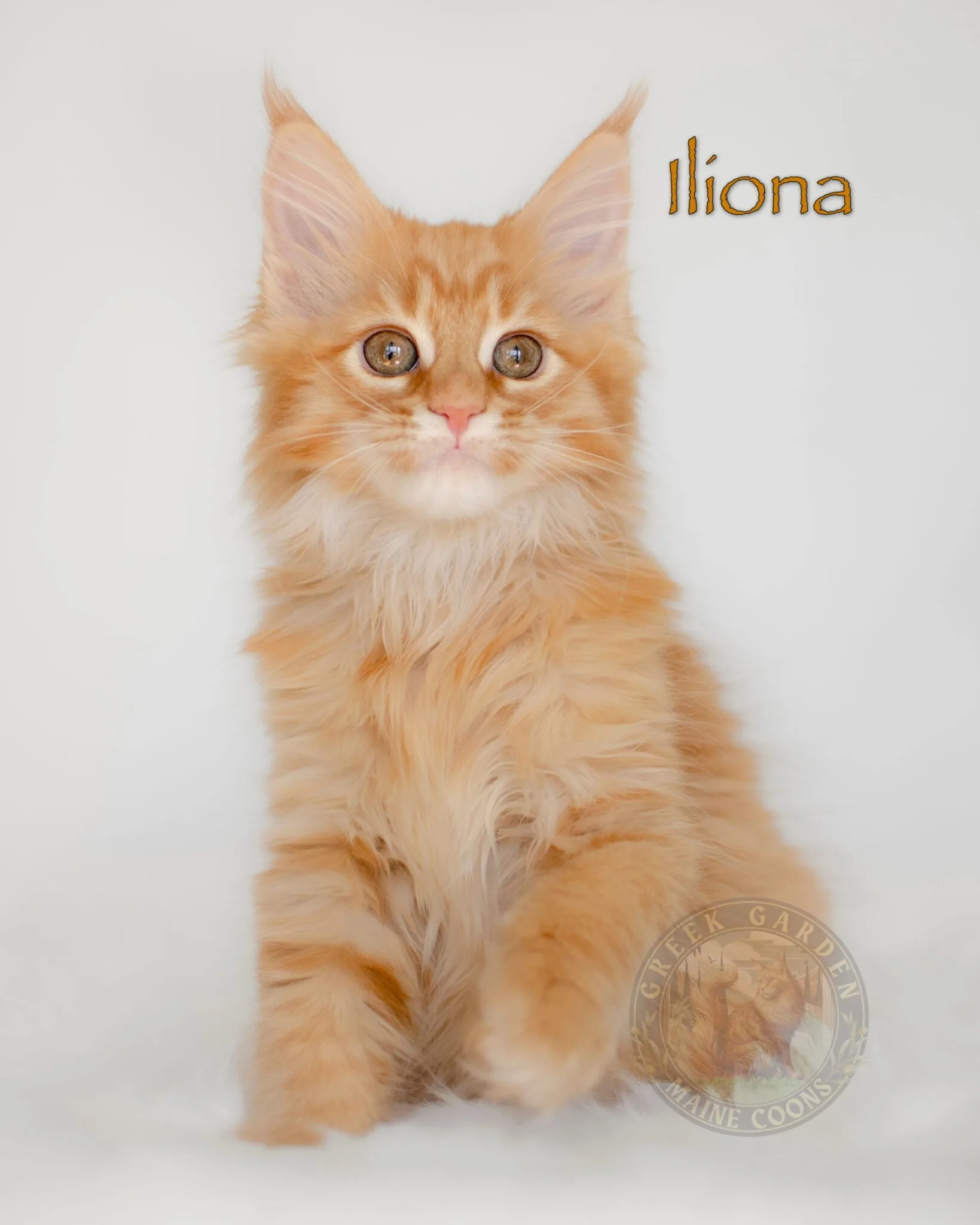 Iliona 12 Weeks