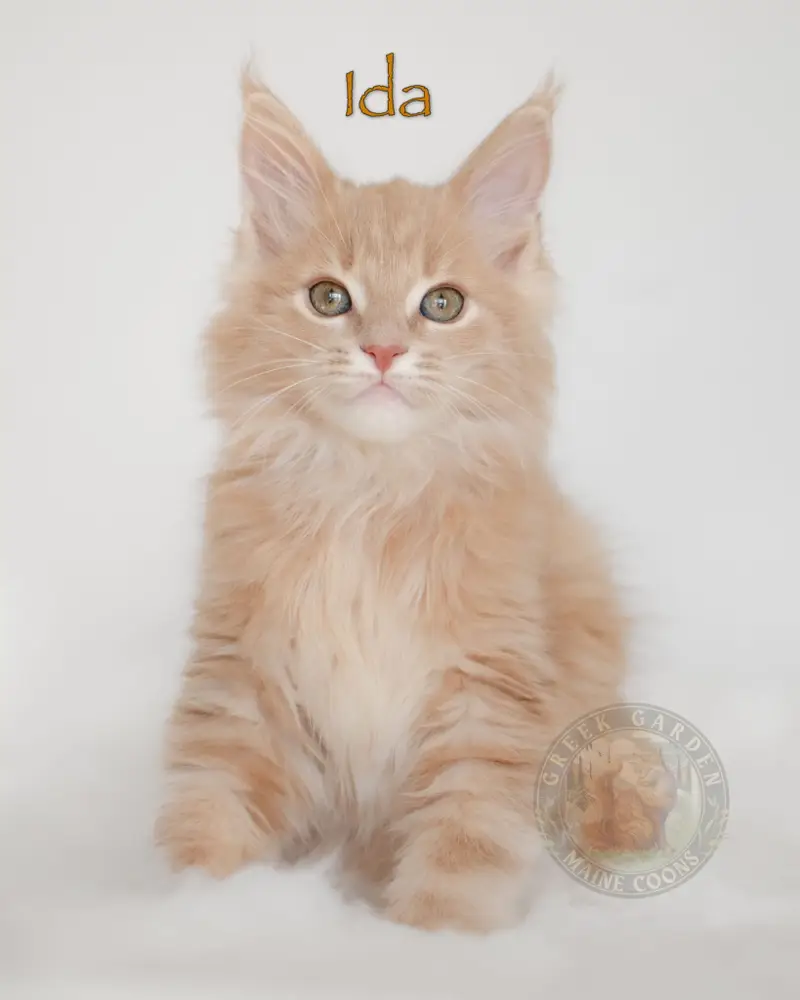 Ida 12 Weeks