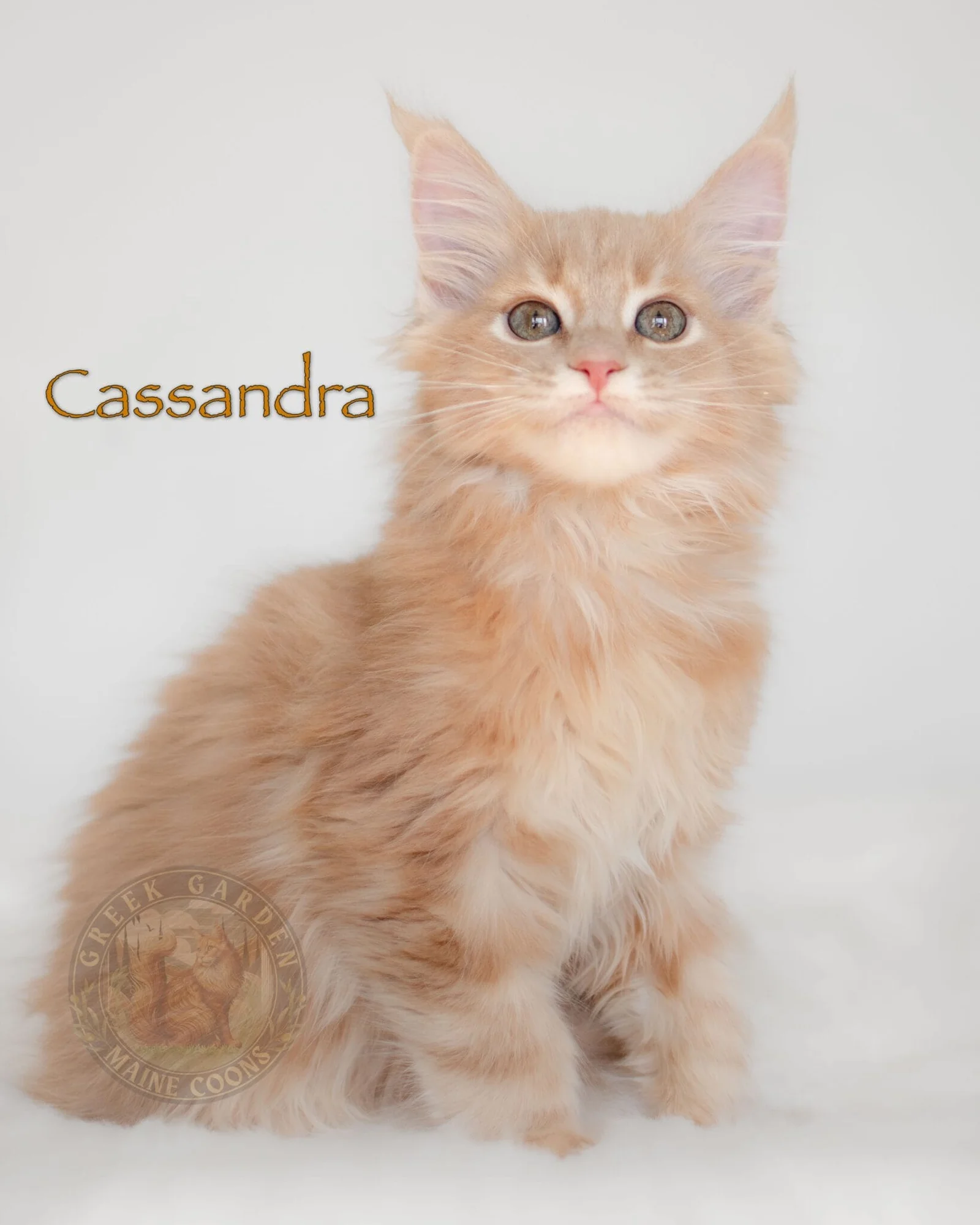 Cassandra 12 Weeks