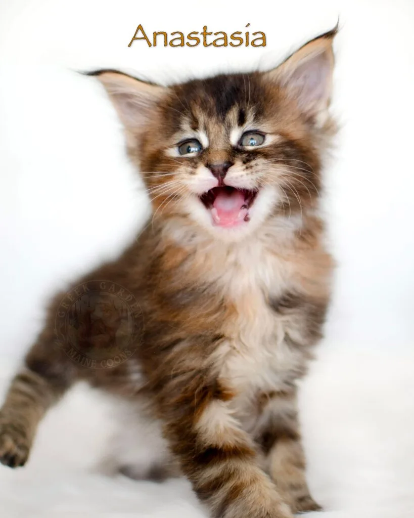 Maine coon kitten from a reputable breeder in the US.