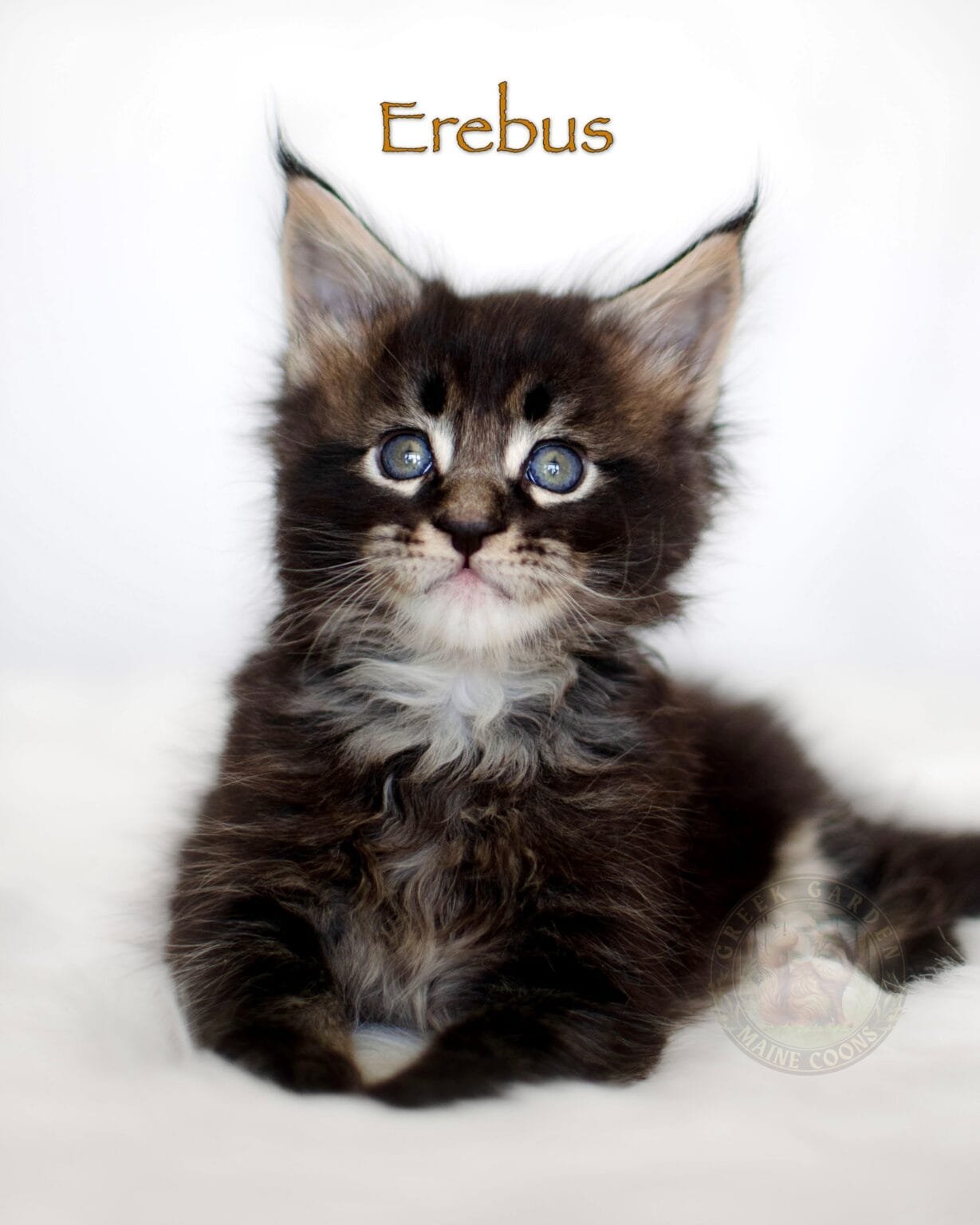 Greek Garden Maine Coons