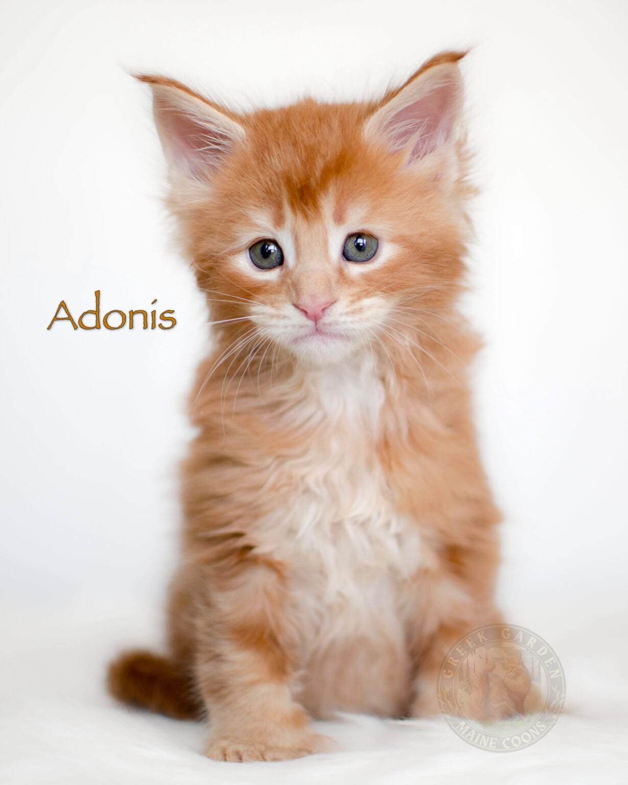Polydactyl Red Maine Coon Kitten for Sale – A 6-week-old orange polydactyl Maine Coon kitten from a Maine Coon cattery near me.