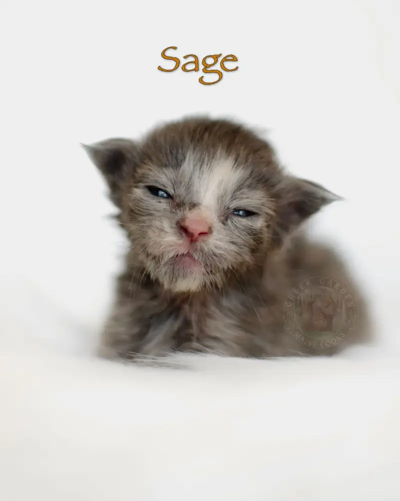 2-week-old blue tortoiseshell Maine Coon kitten Sage from Utah, with closed eyes and faint tortie tones starting to emerge.