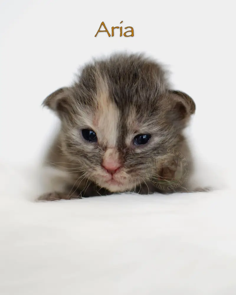 2-week-old Maine Coon kitten Aria, a sleepy blue ticked torbie from Utah, with closed eyes and delicate fuzzy fur.