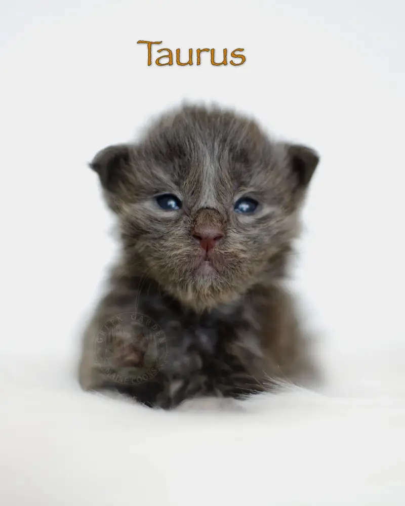 2-week-old blue smoke Maine Coon kitten Taurus from Utah, faint silver tones appearing beneath thick baby fuzz