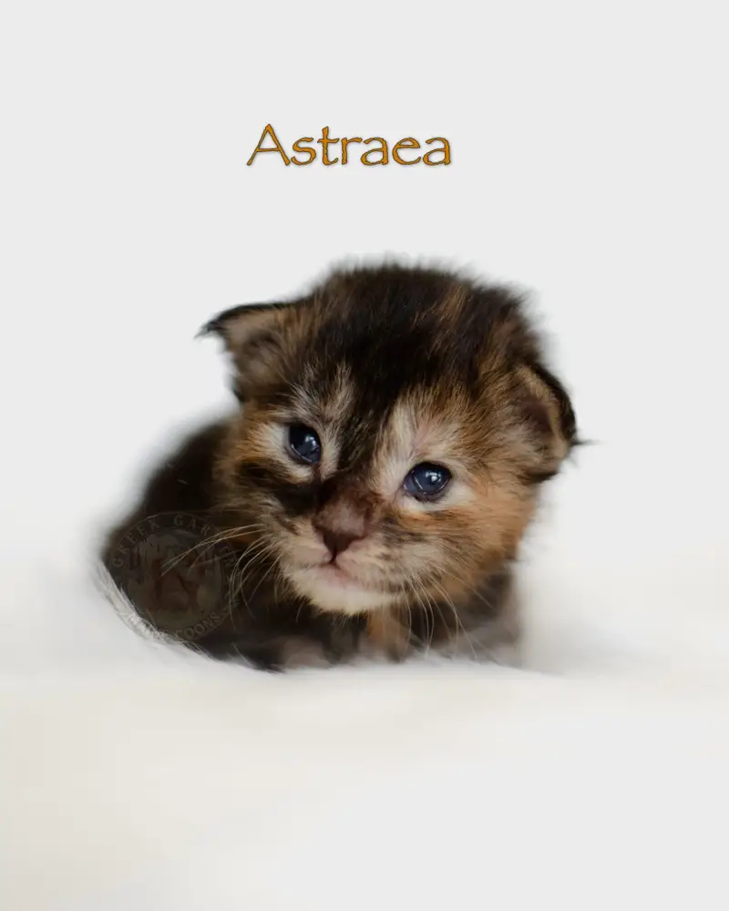 2-week-old black torbie Maine Coon kitten Astraea from Utah, curled up with faint copper tones and fuzzy baby fur.