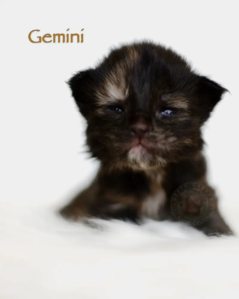 2-week-old black smoke tortie Maine Coon kitten Gemini, eyes barely open, showing soft contrast in her fuzzy coat.