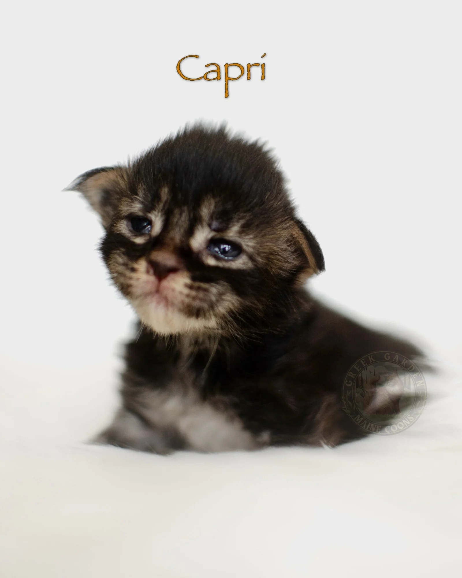 2-week-old ticked torbie Maine Coon kitten Capri from Utah, with closed eyes, plush fur, and early tabby expression.