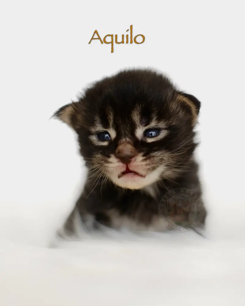 2-week-old black classic tabby Maine Coon kitten Aquilo from Utah, just opening his eyes and showing early tabby stripes.
