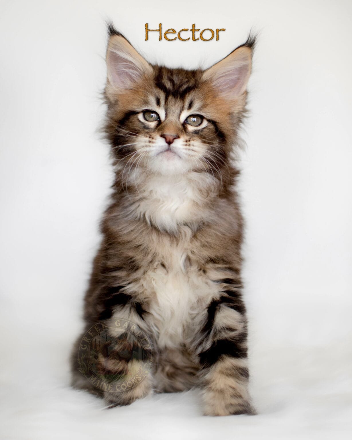 Classic black brown tabby Maine Coon kitten Hector from Utah, bold pattern and sturdy frame, sold in Idaho.