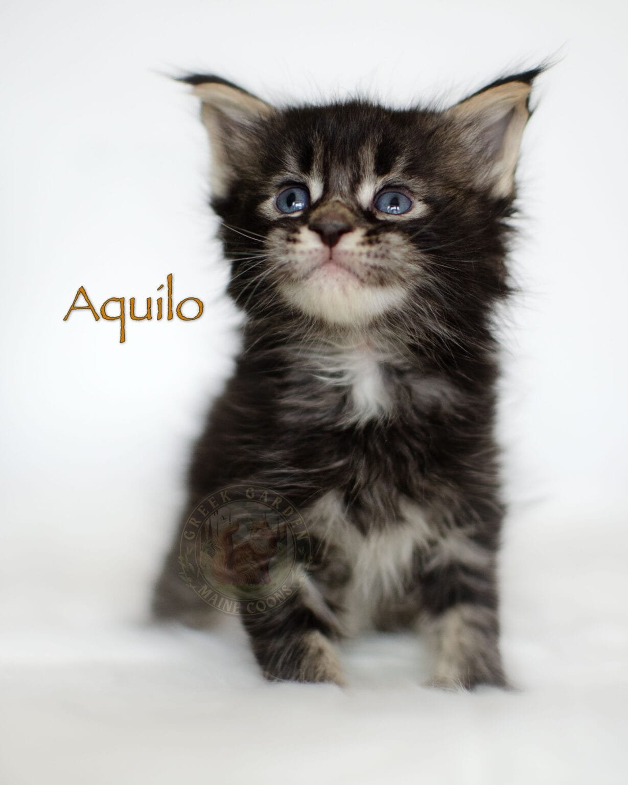4-week-old Maine Coon kitten Aquilo from Utah, black tabby boy with fluffy ruff, defined markings, and curious eyes.