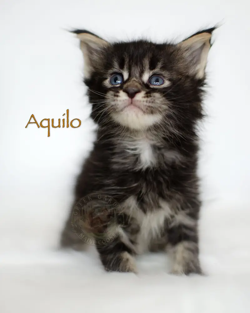 4-week-old Maine Coon kitten Aquilo from Utah, black tabby boy with fluffy ruff, defined markings, and curious eyes.