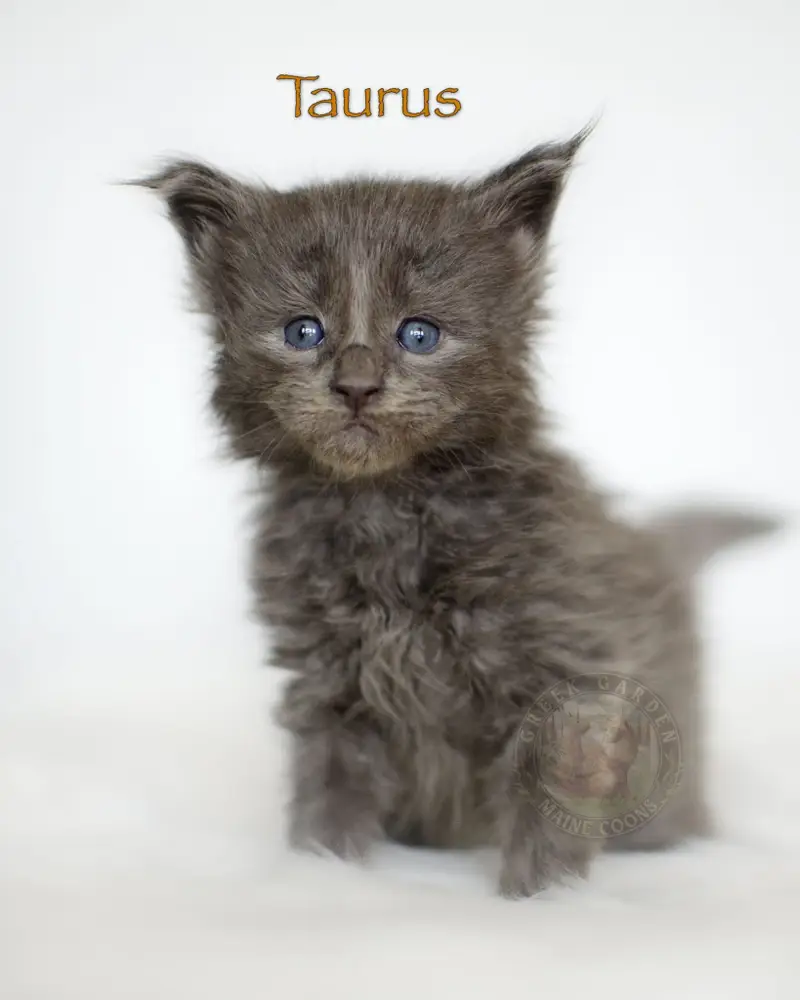 4-week-old blue smoke Maine Coon kitten Taurus from Utah, soft charcoal fur and shy pose, undercoat starting to show.