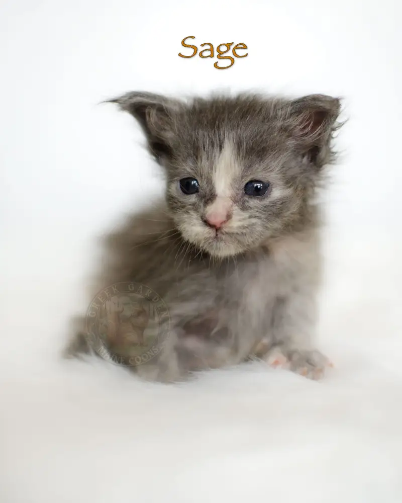 4-week-old Maine Coon kitten Sage, a blue tortie girl from Utah with fuzzy pastel fur and shy expression.