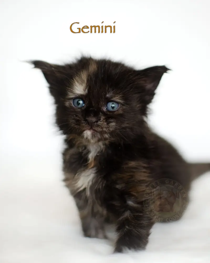 4-week-old smoke tortie Maine Coon kitten Gemini from Utah, with developing highlights, dark coat, and soft fuzz.