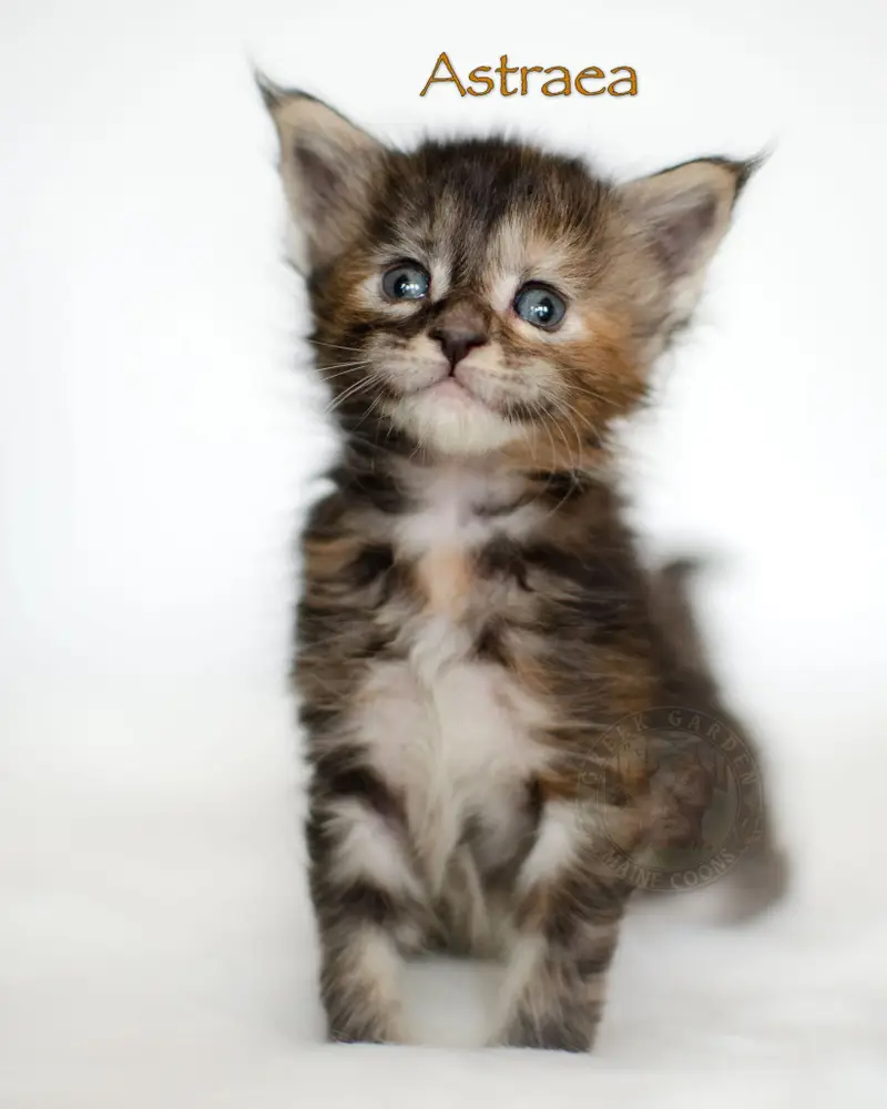4-week-old Maine Coon kitten Astraea, a torbie girl from Utah with emerging color, fluffy coat, and bright curious eyes.