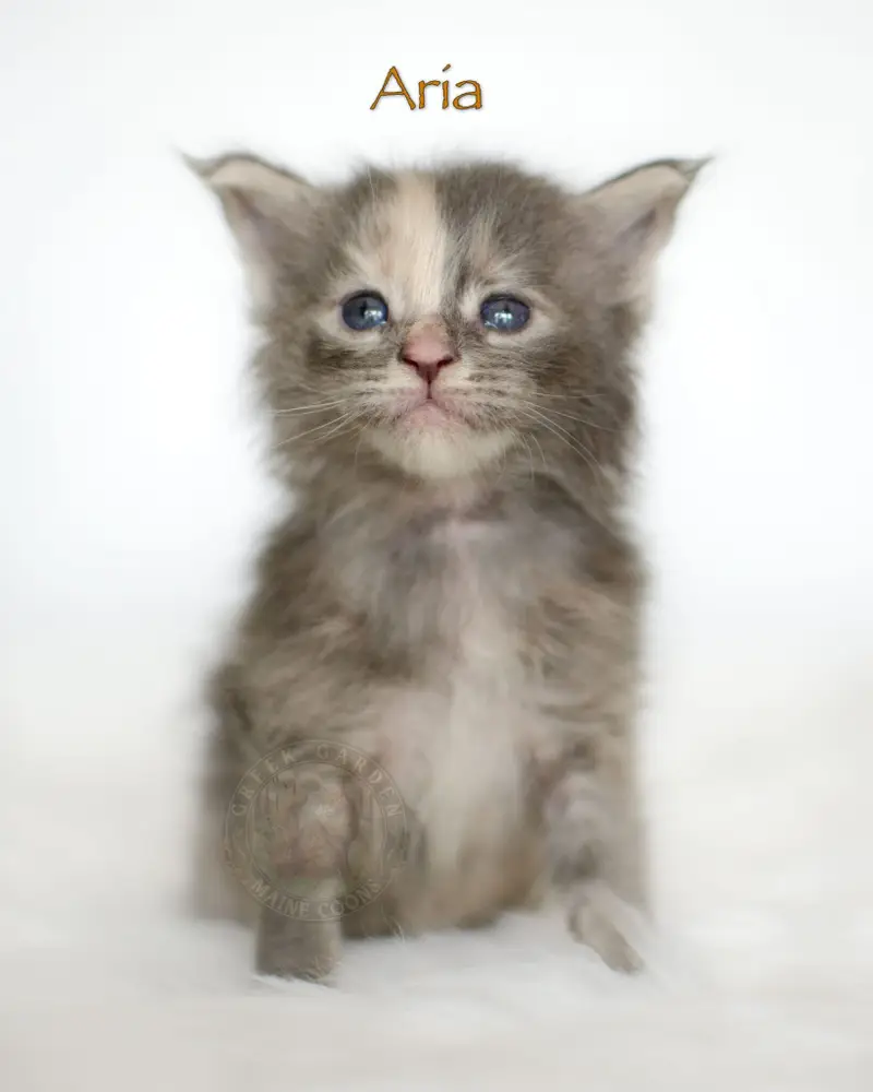 4-week-old Maine Coon kitten Aria, a blue ticked torbie girl from Utah with upright ears, soft fur, and a curious face.