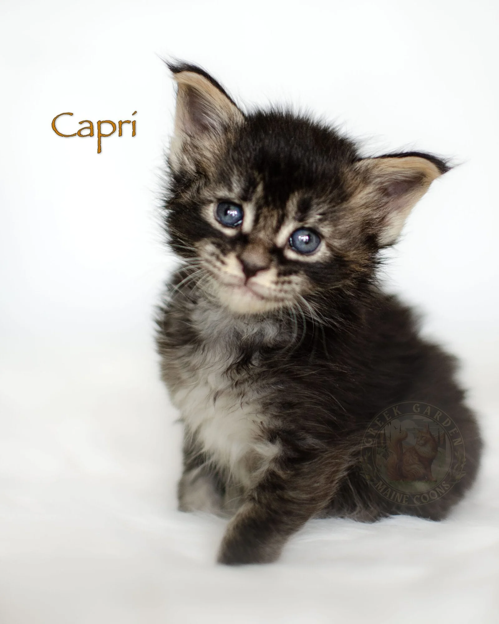 4-week-old Maine Coon kitten Capri, a ticked torbie from Utah, with soft markings, fuzzy fur, and tall ears forming beautifully.