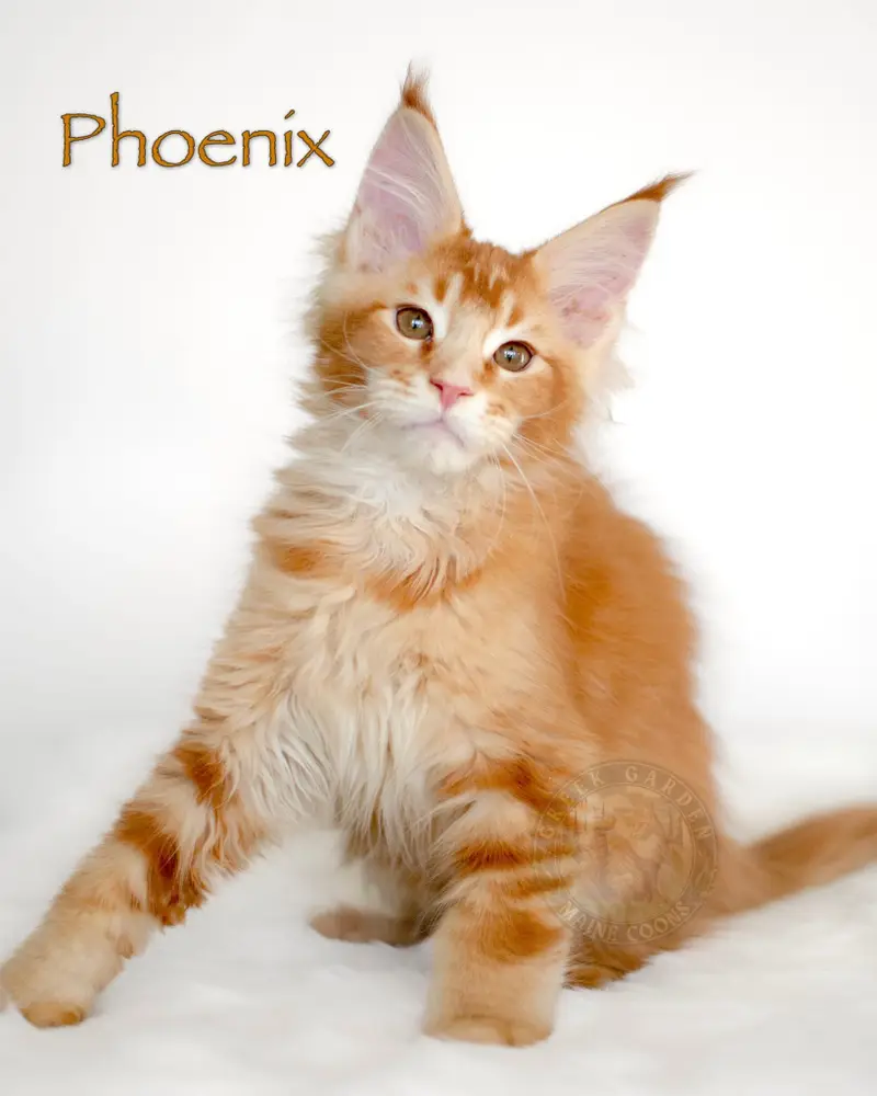 Red ticked tabby Maine Coon kitten Phoenix from Utah with brilliant coat and energetic expression.