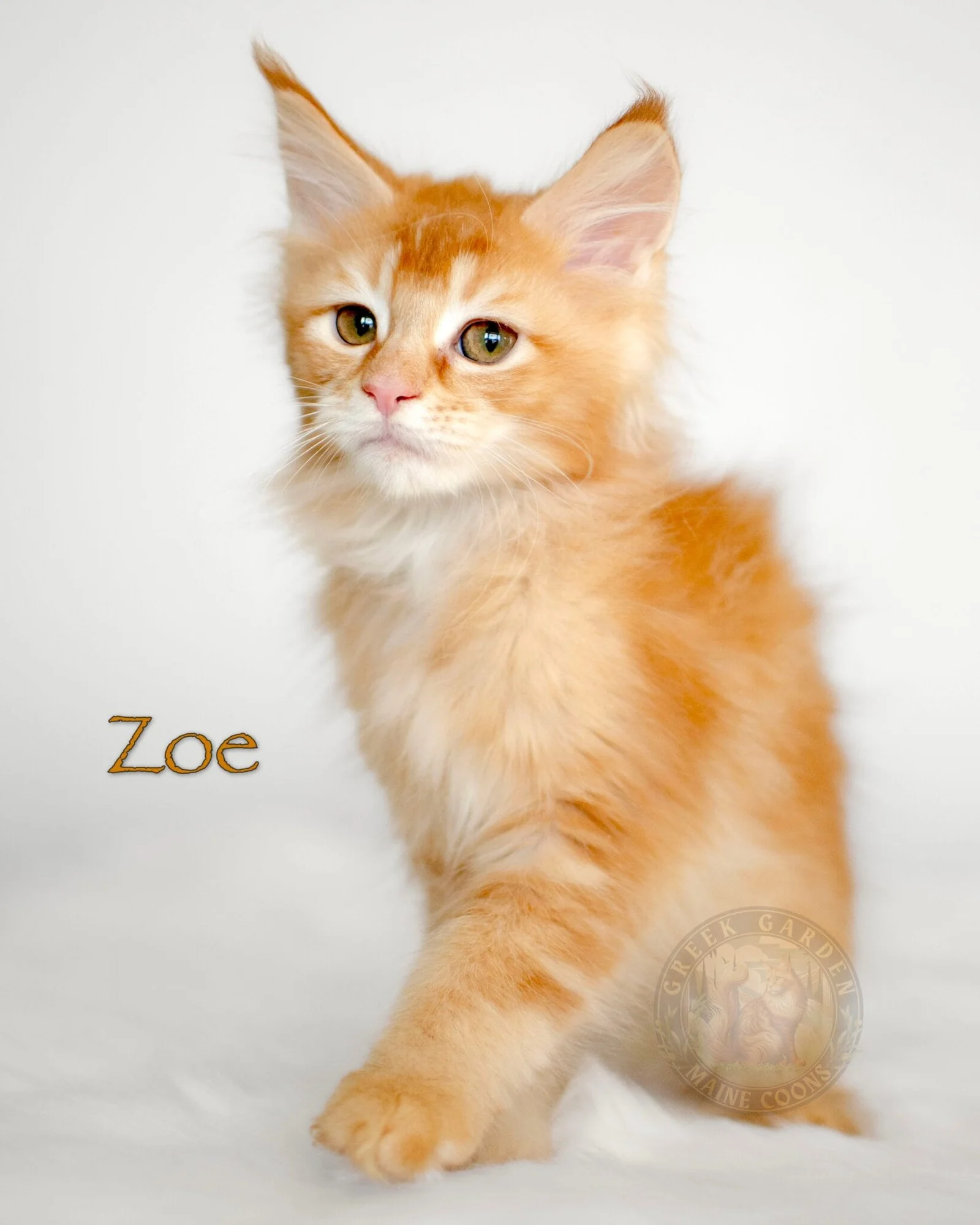 Red ticked tabby Maine Coon kitten Zoe from Utah with bright eyes and silky coat, sold in Utah.