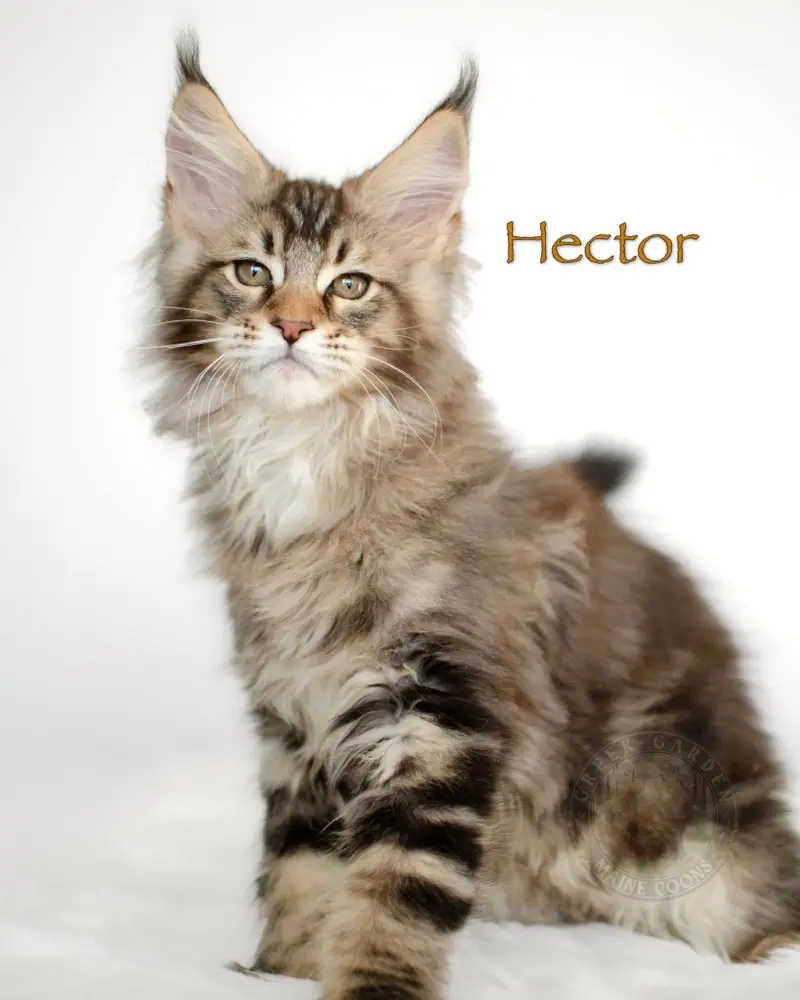 Black brown classic tabby Maine Coon kitten Hector with broad chest and soft swirl markings, sold to Idaho.