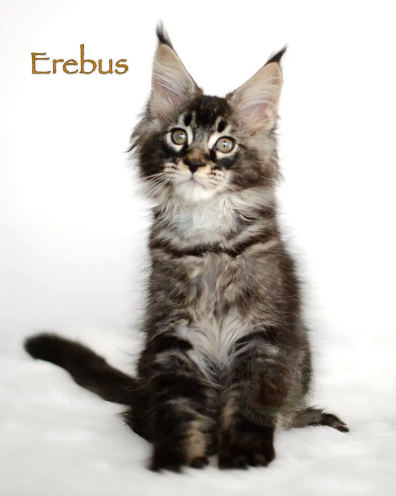 Black ticked tabby Maine Coon kitten Erebus from Utah with sleek coat and intense expression, reserved for Texas.