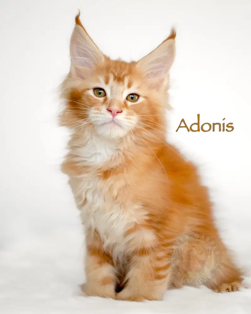 Red ticked tabby polydactyl Maine Coon kitten Adonis with fluffy coat and tall lynx-tipped ears, reserved in California.