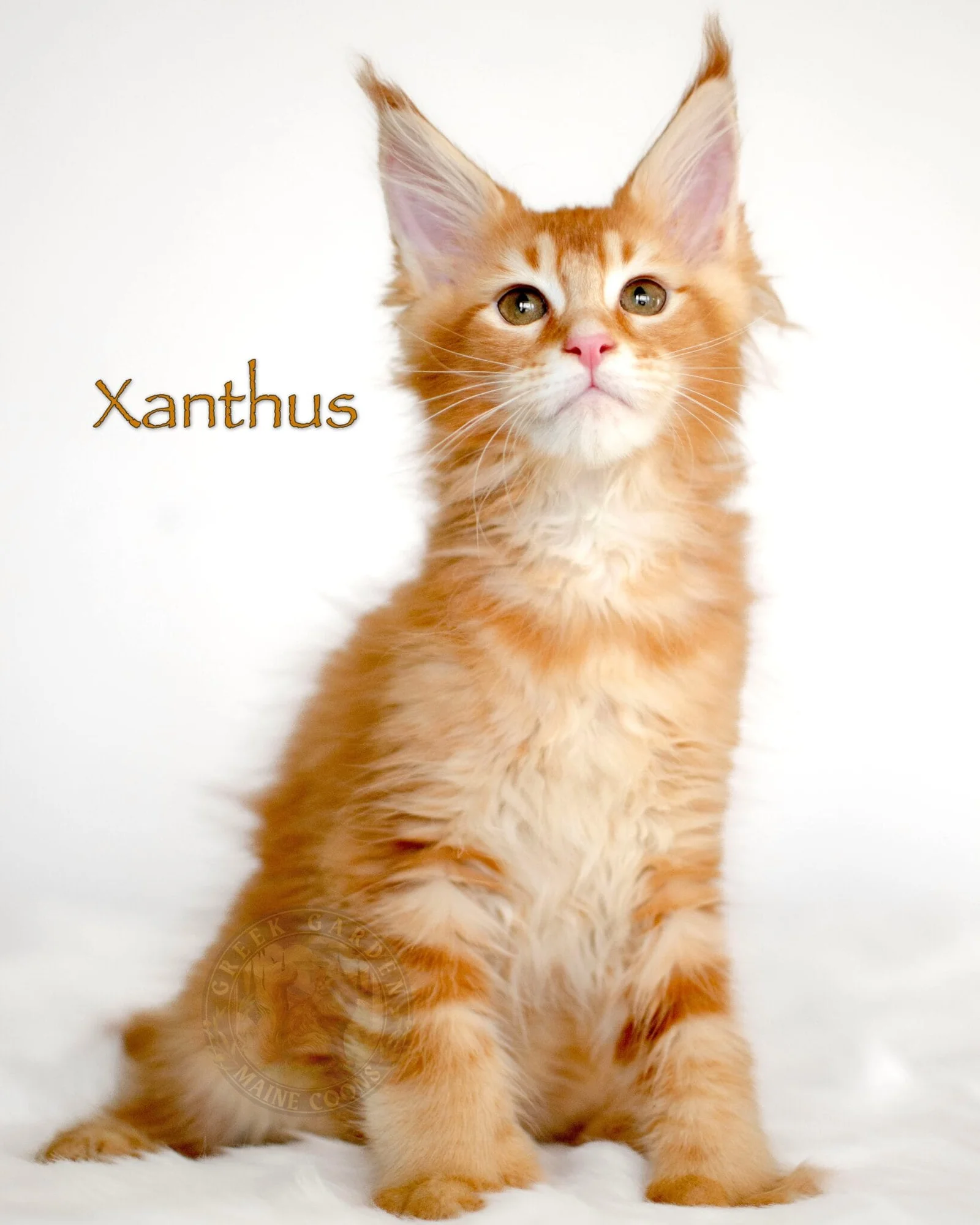 Red ticked tabby polydactyl Maine Coon kitten Xanthus from Utah with oversized paws and thick coat, reserved California.