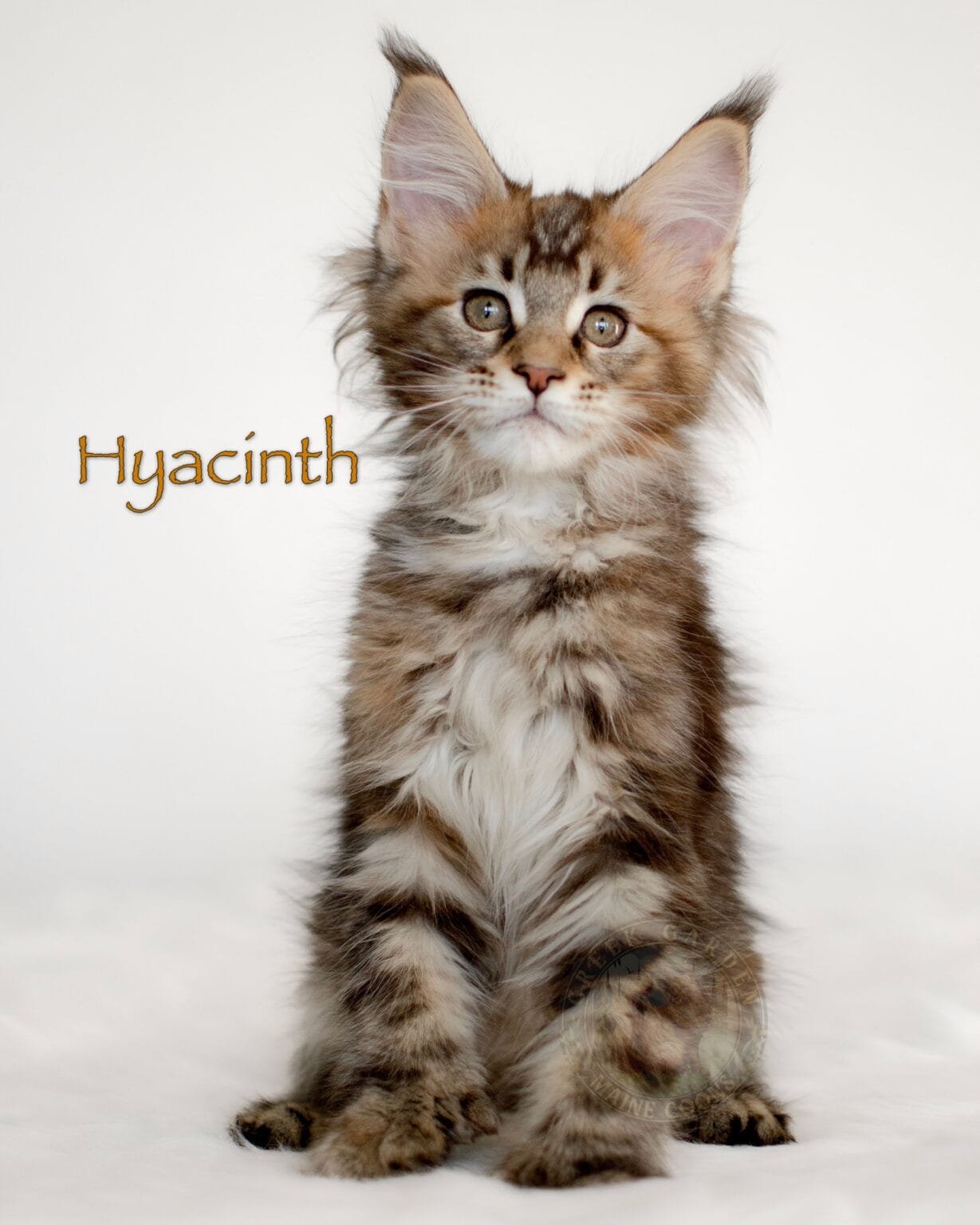 Polydactyl black brown ticked torbie Maine Coon kitten Hyacinth from Utah, fluffy coat and bright eyes.