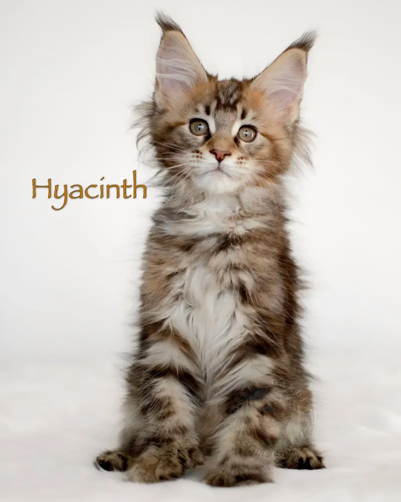 Polydactyl black brown ticked torbie Maine Coon kitten Hyacinth from Utah, fluffy coat and bright eyes.