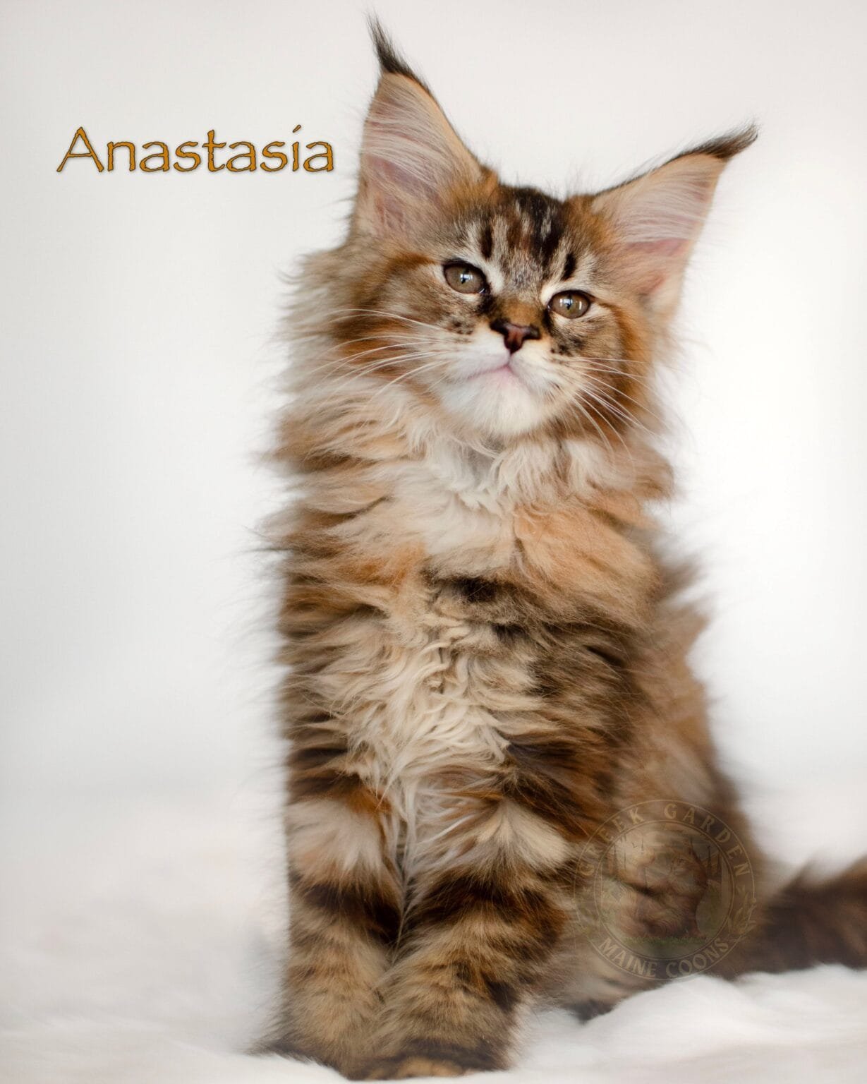 Black brown ticked torbie Maine Coon kitten Anastasia with silky coat and curious gaze, sold to Oklahoma.