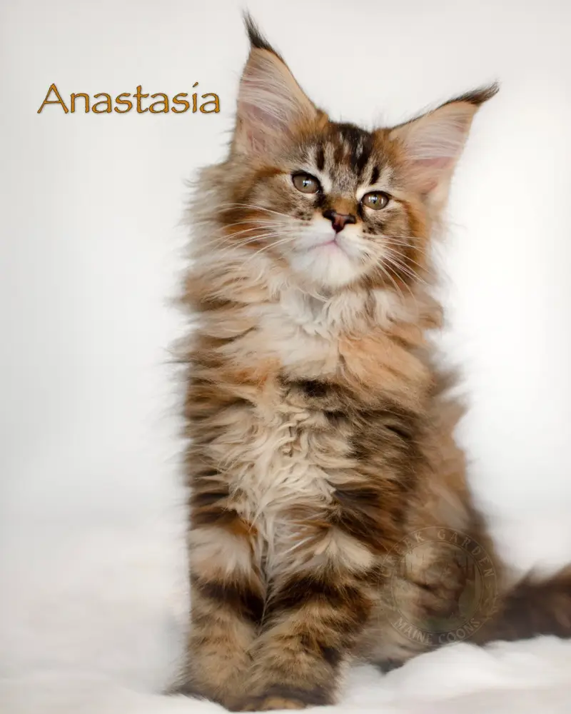 Black brown ticked torbie Maine Coon kitten Anastasia with silky coat and curious gaze, sold to Oklahoma.
