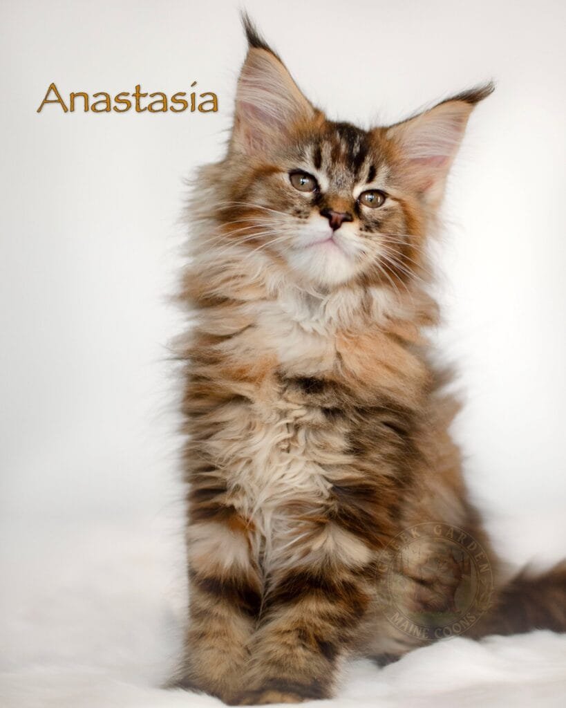 Black brown ticked torbie Maine Coon kitten Anastasia with silky coat and curious gaze, sold to Oklahoma.