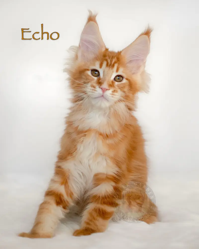 Red classic tabby Maine Coon kitten Echo from Utah, with vibrant coat and upright lynx-tipped ears, sold in Colorado.