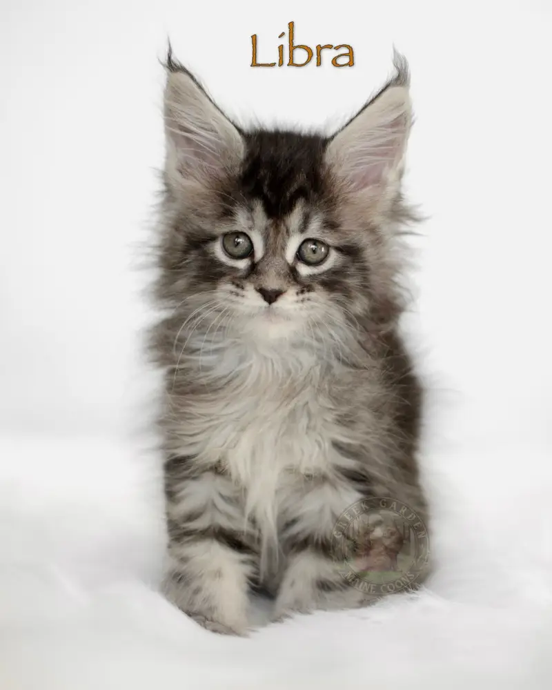 8-week-old black silver torbie Maine Coon kitten Libra from Utah, with silver facial highlights and tall lynx-tipped ears.