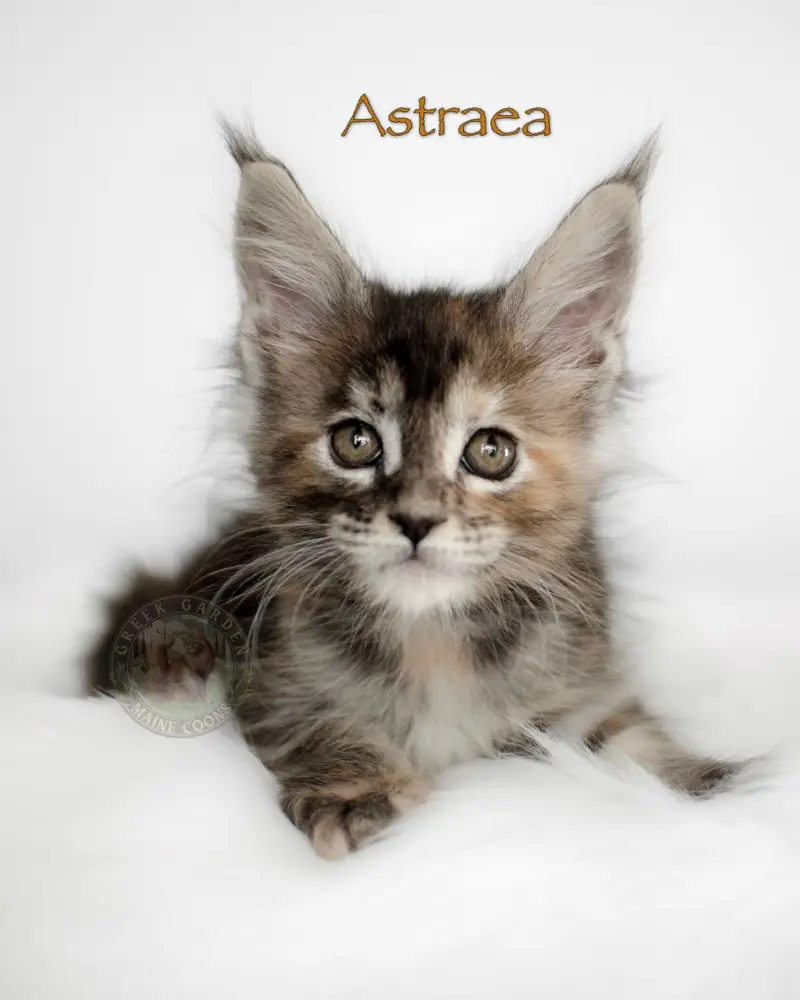 8-week-old Maine Coon kitten Astraea from Utah, black classic torbie girl with orange highlights and tall lynx-like ears.