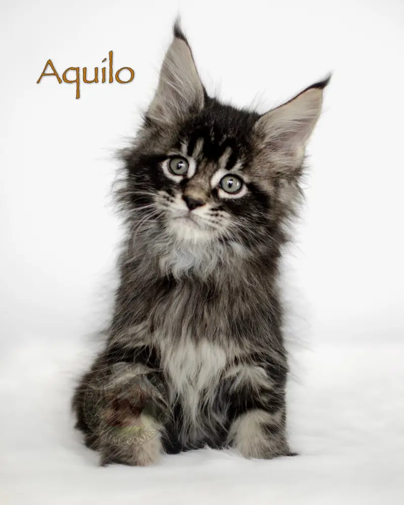 8-week-old black classic tabby Maine Coon kitten Aquilo from Utah, fluffy and bold with thick coat and upright ears.