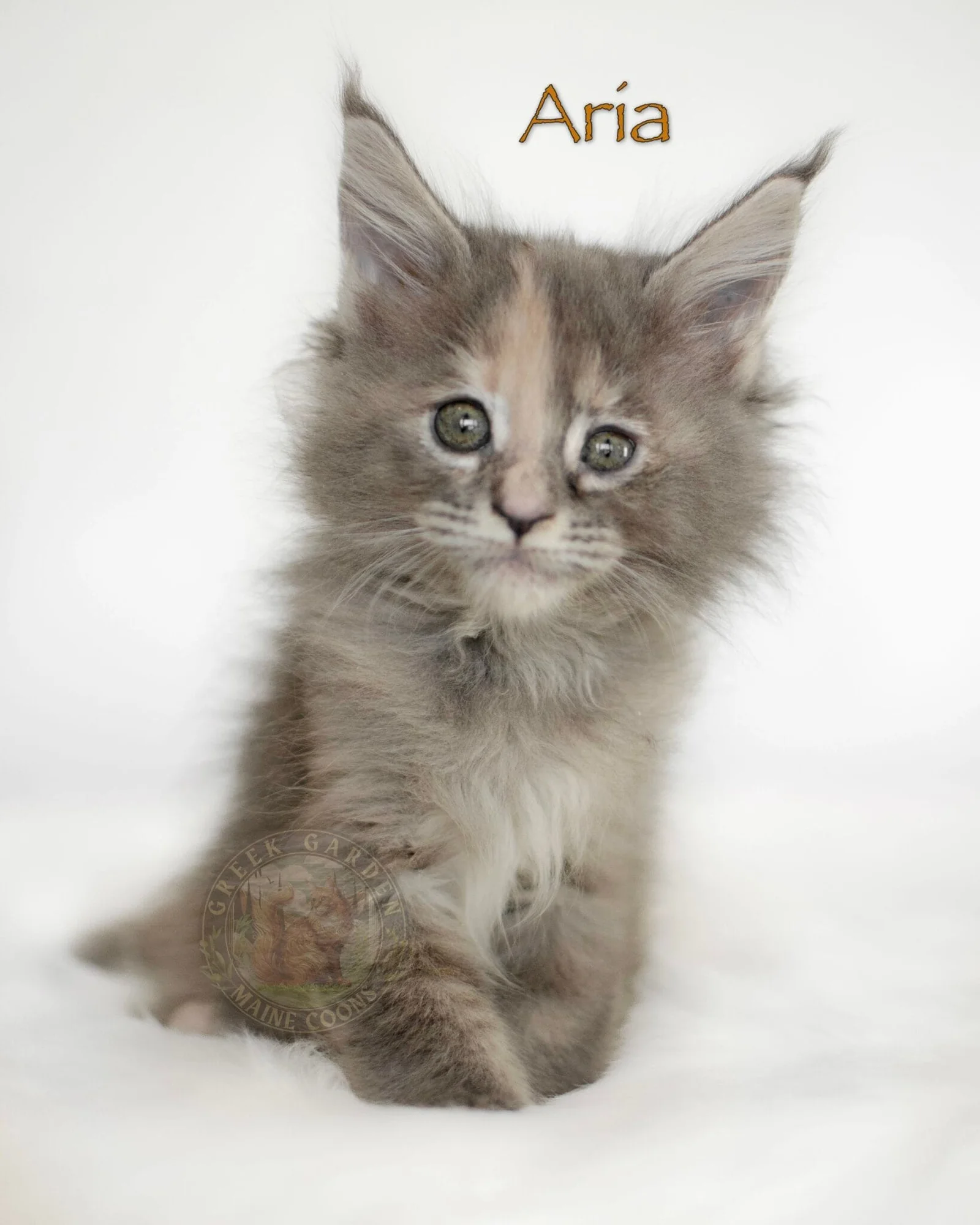 8-week-old blue ticked torbie Maine Coon kitten Aria from Utah, with fluffy ears, soft coat, and wide green eyes.