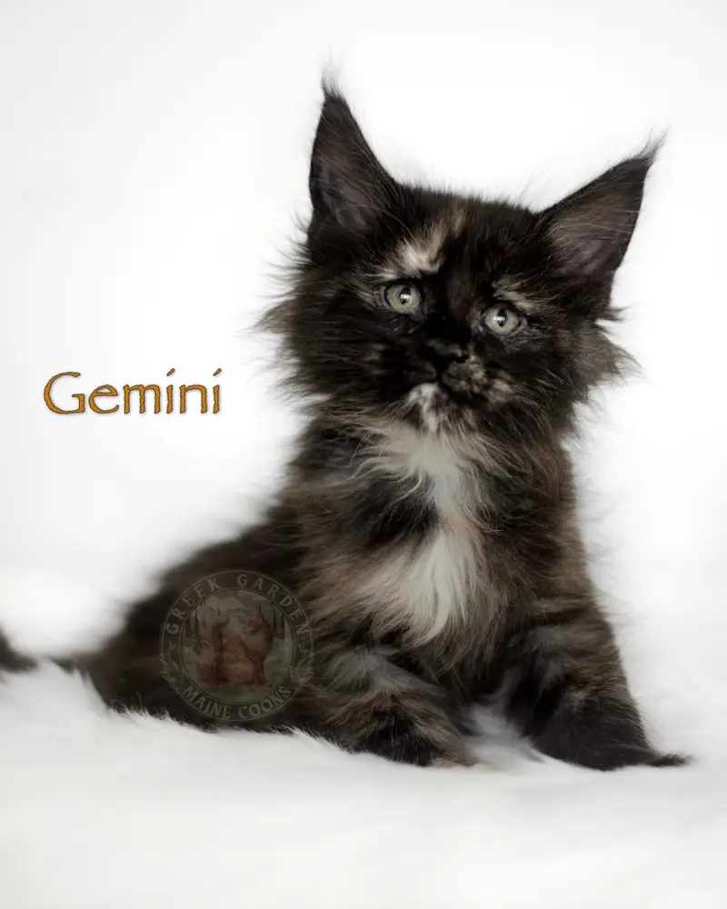 8-week-old black smoke tortie Maine Coon kitten Gemini, reserved in Kentucky, with smoky undercoat and fluffy black fur.