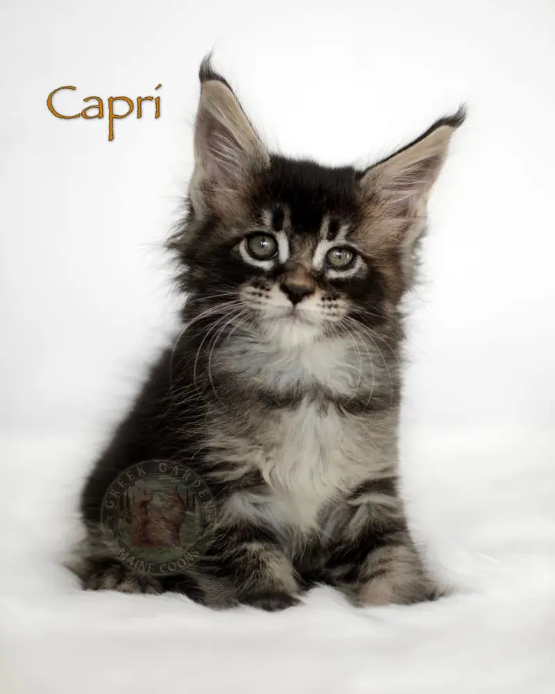 8-week-old black ticked torbie Maine Coon kitten Capri, reserved in Arizona, sitting alert with tall ears and bold tabby lines.