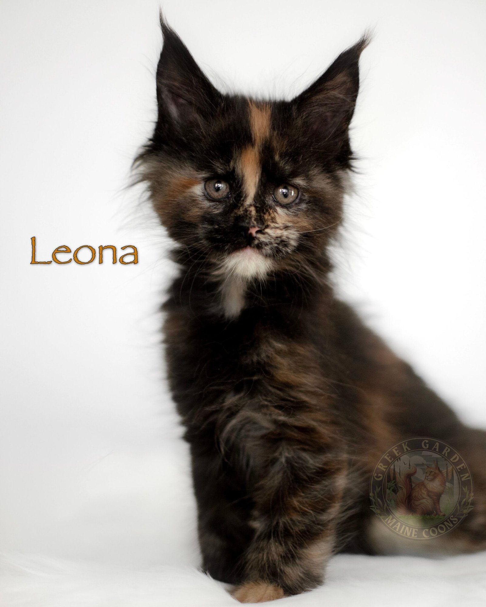 8-week-old black tortie Maine Coon kitten application for Leona, with vivid copper patches, intense stare, and thick, fluffy coat.
