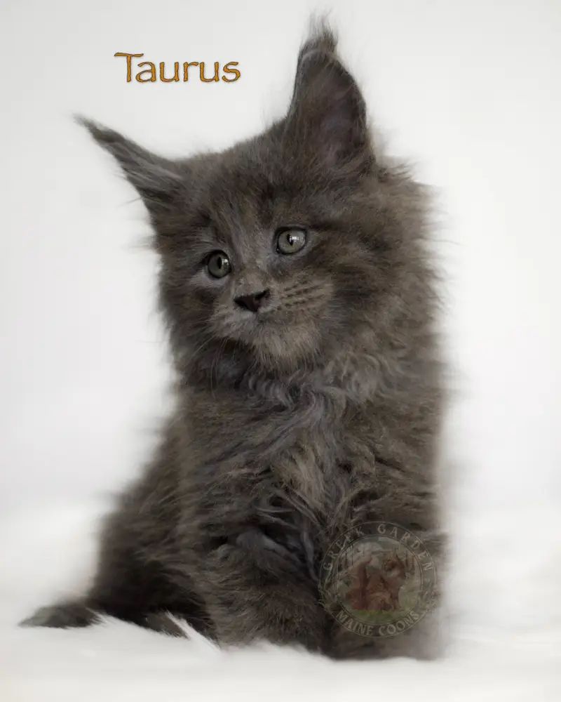 8-week-old blue smoke Maine Coon kitten Taurus, reserved in Utah, with soft silver undercoat and fluffy dark fur.