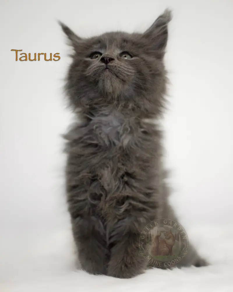 8-week-old blue smoke Maine Coon kitten Taurus from Utah, sitting with plush silver undercoat and fluffy charcoal coat.