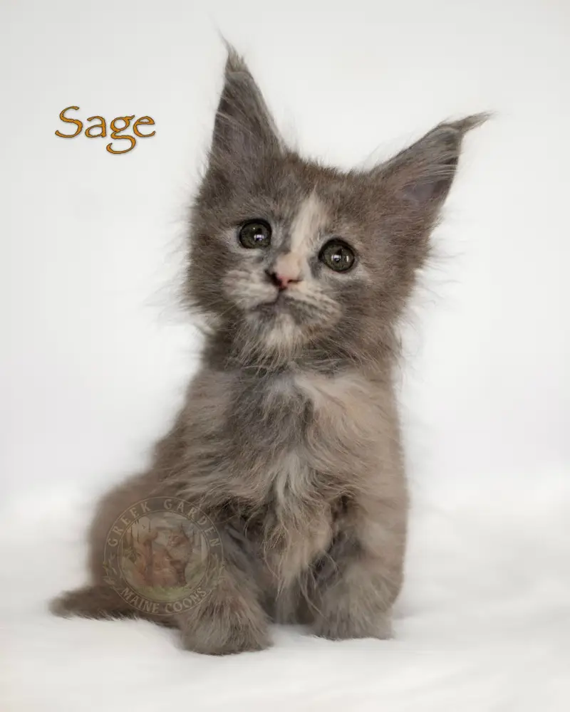 8-week-old blue tortoiseshell Maine Coon kitten Sage, reserved in North Carolina, with large eyes and smoky pastel coat.