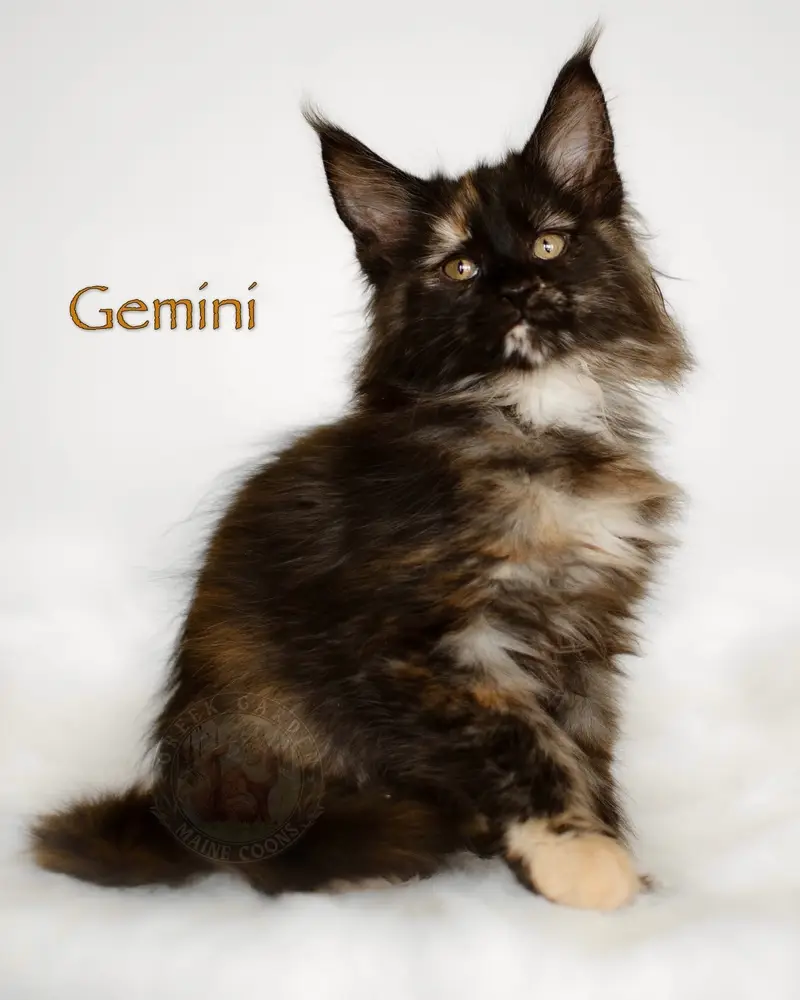Maine Coon kitten adoption process, learn how to apply for and adopt a Greek Garden Maine Coon.
