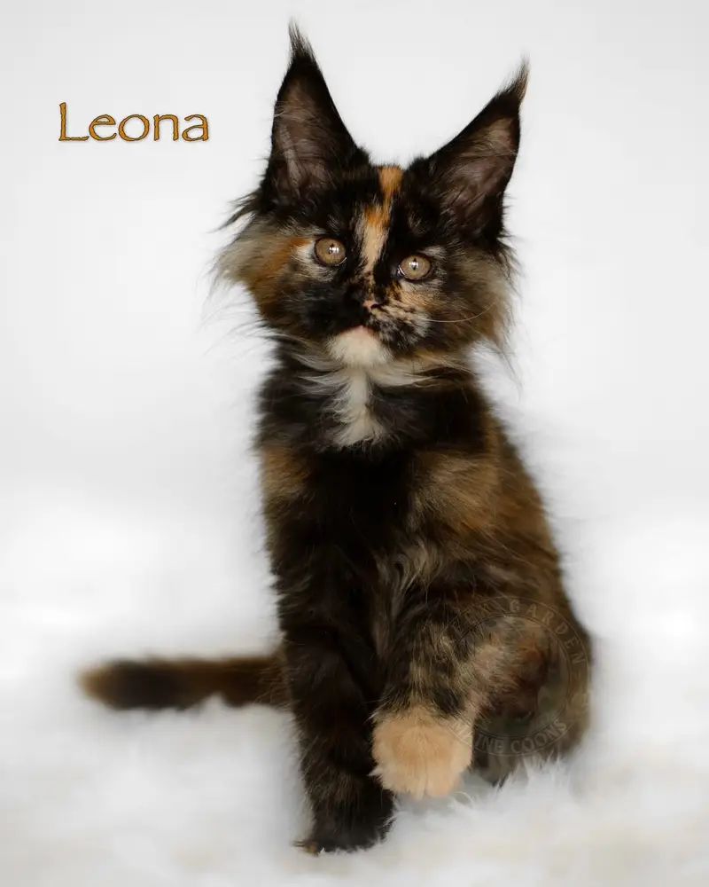 Maine Coon cat for sale in Utah, beautiful show quality black tortoiseshell maine coon.