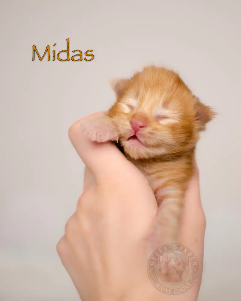 Newborn red solid Maine Coon kitten with wet coat and closed eyes resting on towel, born at ethical Utah-based Maine Coon cattery