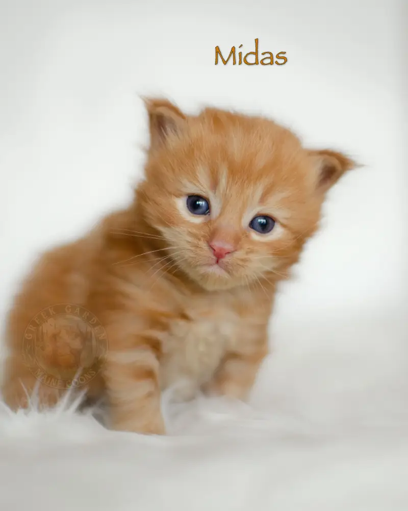 Two-week-old red solid Maine Coon kitten named Midas with rich fur, eyes starting to open, photographed on soft neutral background