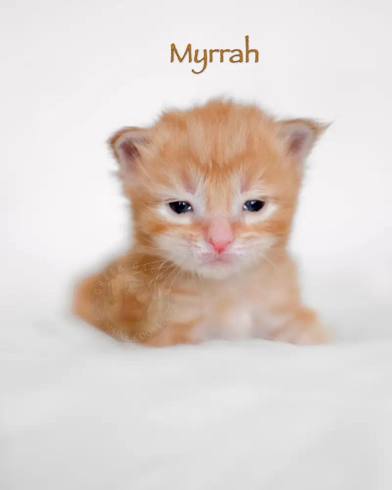 Red silver Maine Coon kitten at 2 weeks old with bright pink nose and developing ear tufts laying next to littermates on fleece